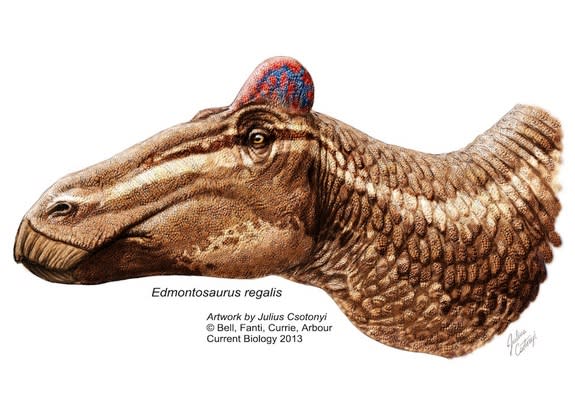 A reconstruction of <i>Edmontosaurus</i> sporting a fleshy "rooster" comb.