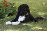 FILE - In this June 8, 2011, file photo first dog Bo enjoys a nap in a shady spot on the South Lawn of the White House in Washington. Former President Barack Obama’s dog, Bo, died Saturday, May 8, 2021, after a battle with cancer, the Obamas said on social media. (AP Photo/Carolyn Kaster, File)