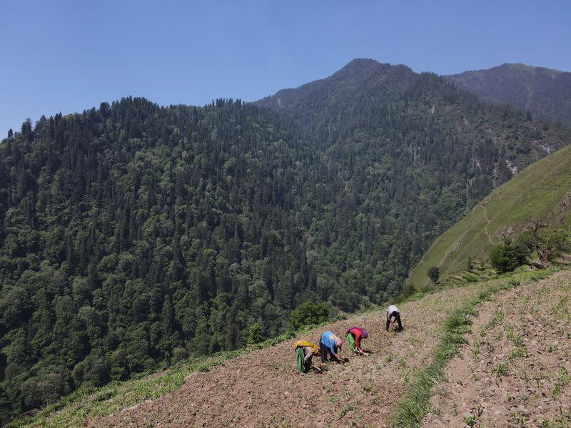 A drone view shows people farming in Almi, the village hosting a remote polling station, in Himachal Pradesh