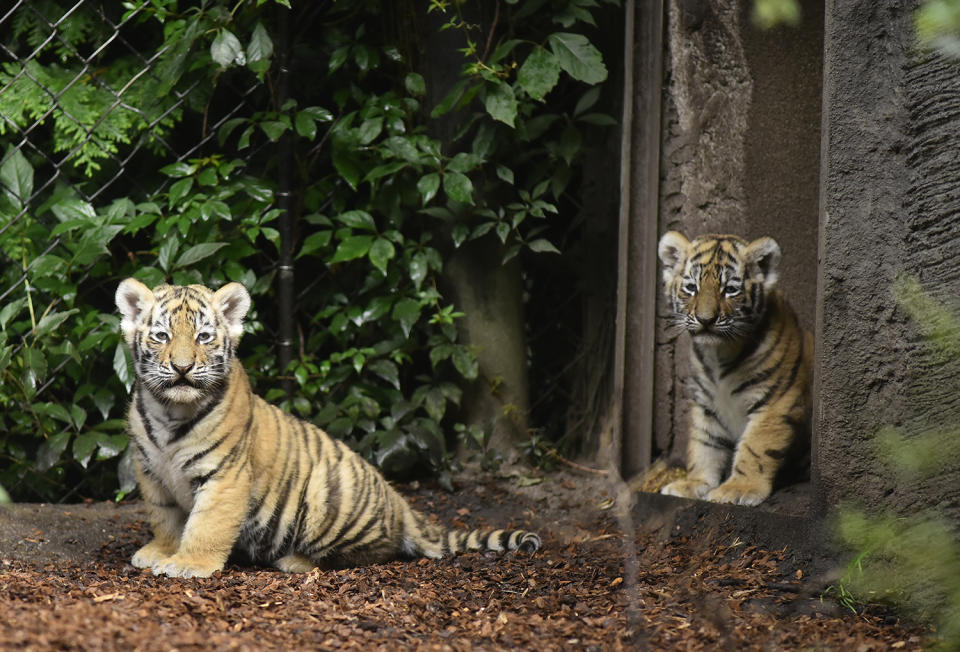 Siberian tiger cubs make debut at Hamburg zoo