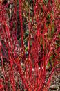<p>This beautiful shrub gets gorgeous red foliage in fall. After the leaves drop, the bright red branches offer long-lasting beauty. <a href="https://go.redirectingat.com?id=74968X1596630&url=https%3A%2F%2Fwww.lowes.com%2Fpd%2FRed-Twig-Dogwood-Ornamental-Deciduous-Shrub-1-Gal%2F5002904561&sref=https%3A%2F%2Fwww.countryliving.com%2Fgardening%2Fgarden-ideas%2Fg4662%2Ffall-flowers%2F" rel="nofollow noopener" target="_blank" data-ylk="slk:Red twig dogwood;elm:context_link;itc:0;sec:content-canvas" class="link ">Red twig dogwood </a>is especially stunning when set against a backdrop of snow. </p>