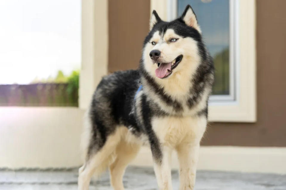 Portrait of a wolf-like dog breed — the Siberian Husky. Distinct from a wolfdog or wolfhound.