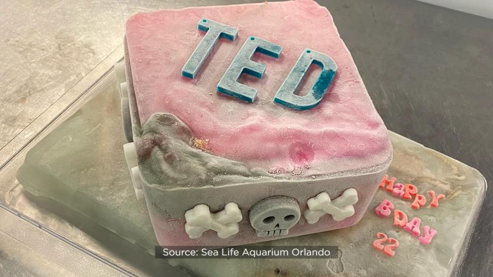 Ted, who calls Sea Life Orlando Aquarium home, was treated to a day of special activities to celebrate his 22nd birthday in 2022.