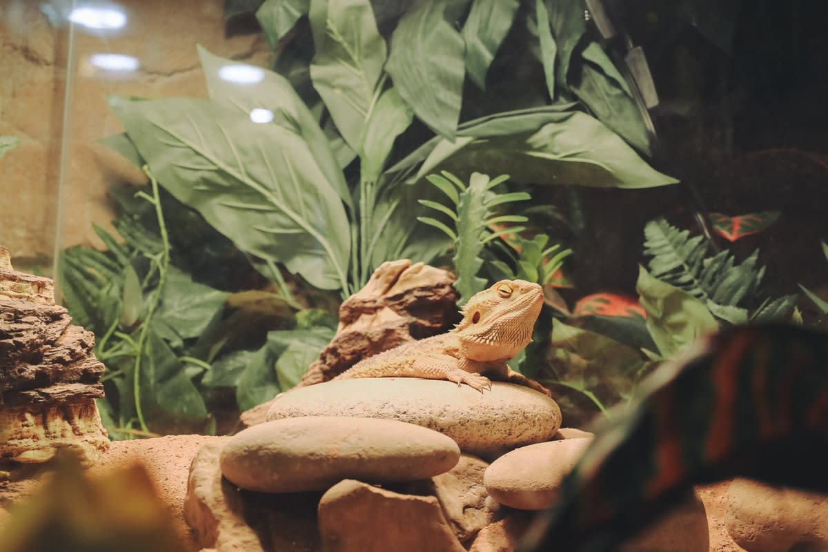 A bearded dragon basking in its enclosure<p>Cavan-Images via Shutterstock</p>