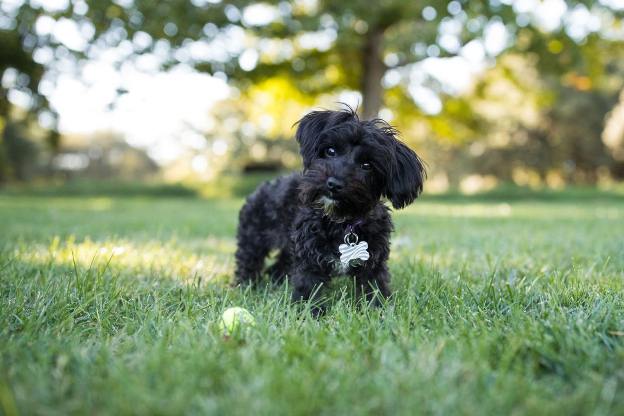 small dogs yorkipoo