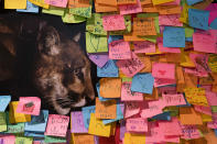 Post-It notes paying tribute to the famed mountain lion known as P-22 cover an exhibit wall at the Natural History Museum of Los Angeles County in Los Angeles, Friday, Jan. 20, 2023. The popular puma gained fame as P-22 and shone a spotlight on the troubled population of California's endangered mountain lions and their decreasing genetic diversity. But it's the big cat's death — and whether to return his remains to ancestral tribal lands where he spent his life — that could posthumously give his story new life. (AP Photo/Jae C. Hong)