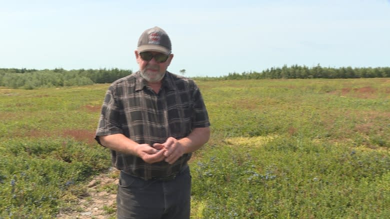 Nova Scotia wild blueberry industry anticipating rock bottom prices