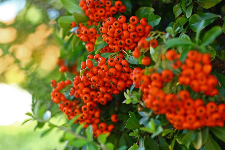 rowan tree