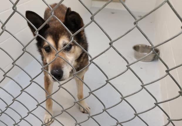 One of the dogs seized by the B.C. SPCA in February from a Salmo-area sled dog operation. (B.C. SPCA - image credit)