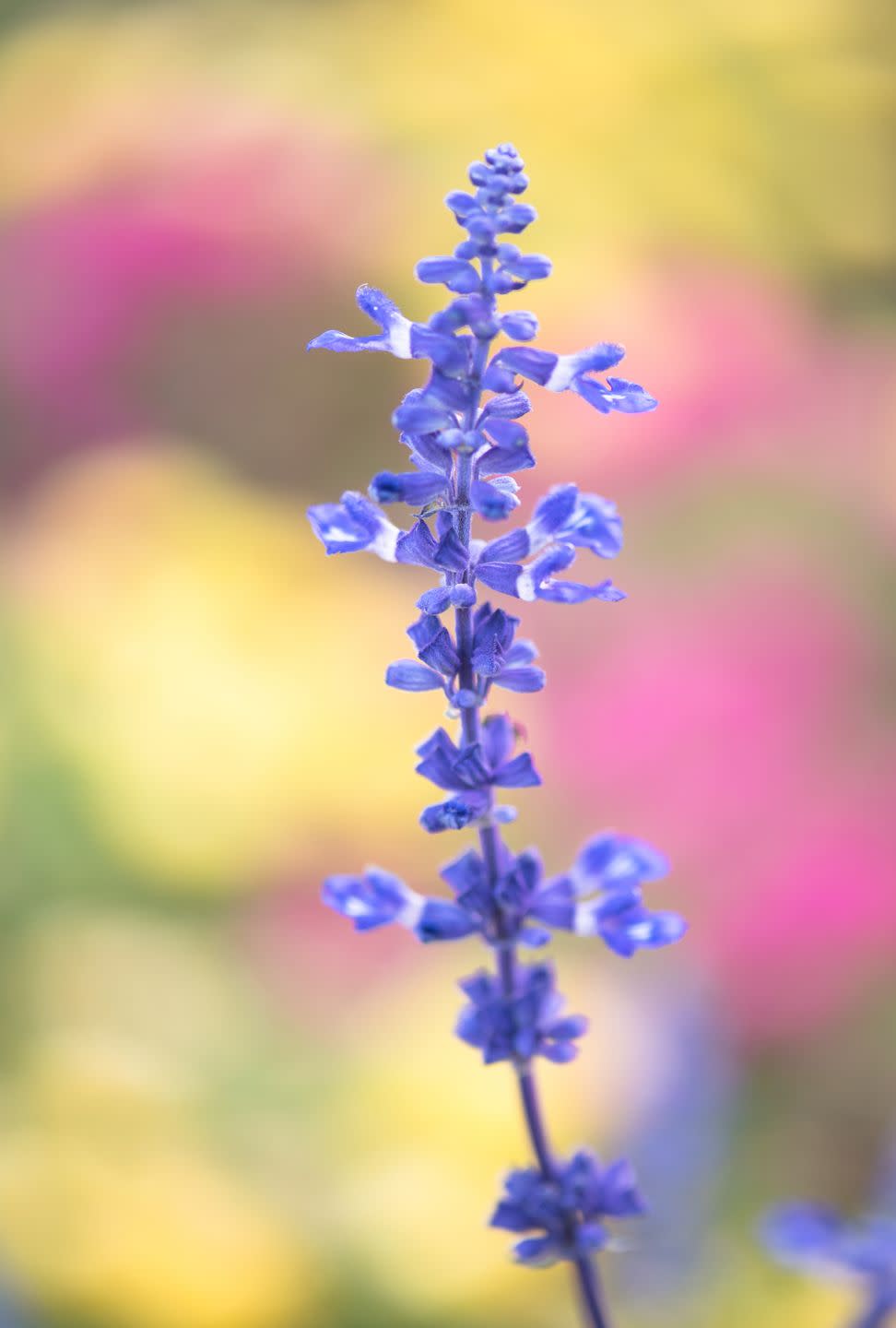 flower meanings, blue salvia