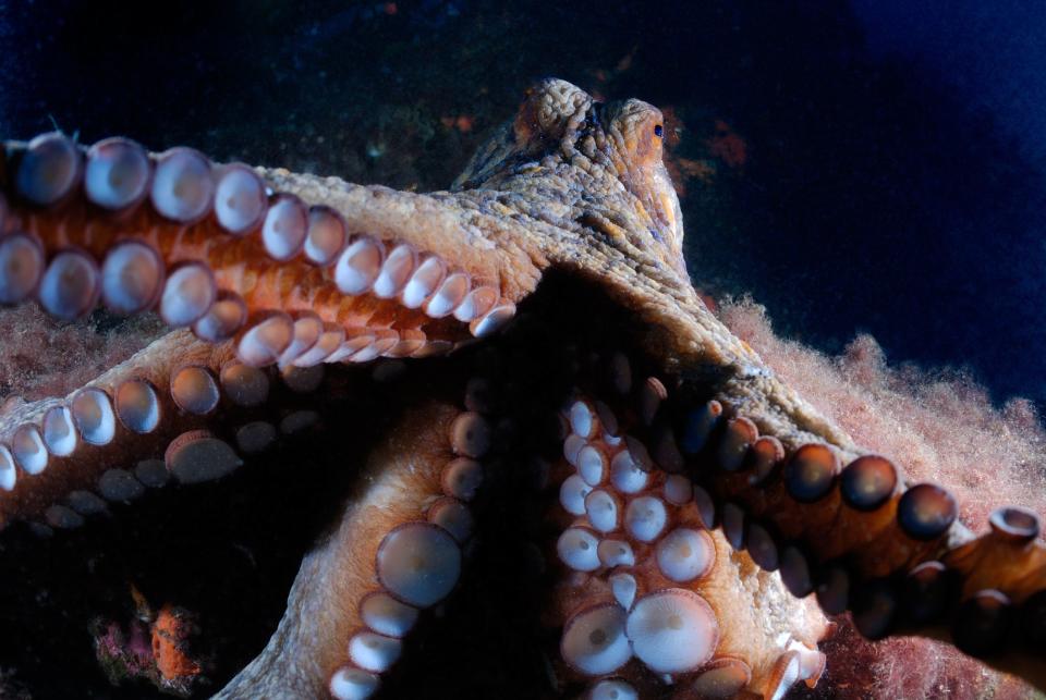 This Is What It Looks Like When Octopuses Attack