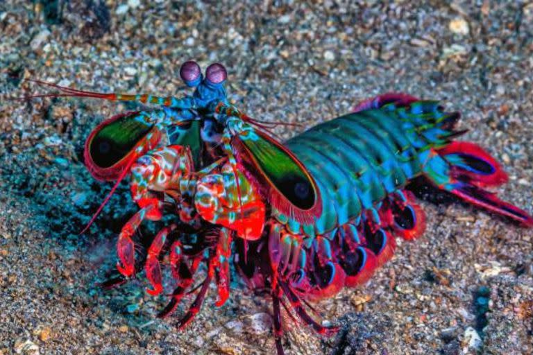 Gamba mantis marina llama la atención por su aspecto como por su fuerza (Foto  iStock)