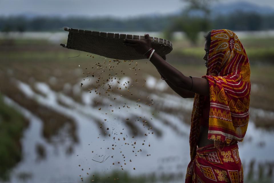 A woman dries flood-damaged corn crops on a road near a paddy field in Morigaon district, Assam state, India, on June 28, 2022. Erratic and early rains triggered unprecedented floods in the region. (AP Photo/Anupam Nath)