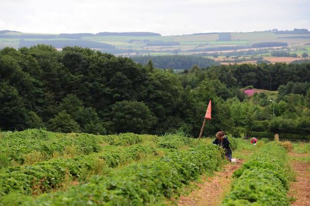 Strawberries left unpicked