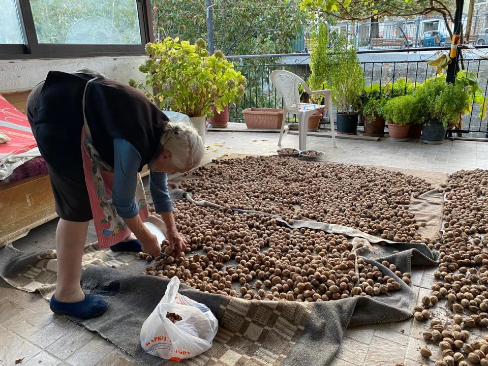 The walnut harvest is in full swing in Valtesiniko (Clare Hargreaves)