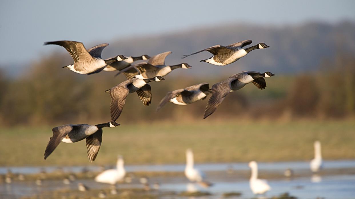  A group of geese take off on a long flight. 