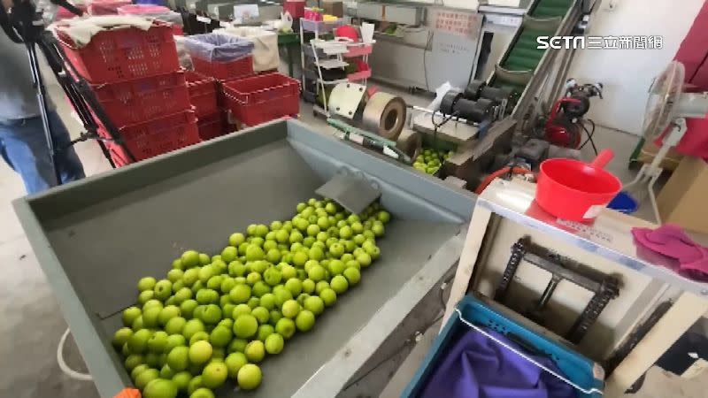 蘋果蜜棗今年因產量少而漲價。