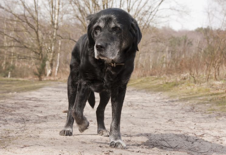 Stress turns dogs grey (Rex)