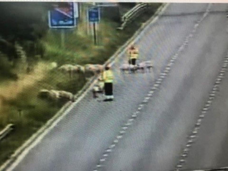 The pigs were eventually cleared just before 11.20am. (Highways England)