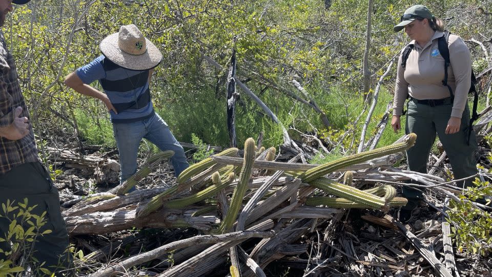 Fairchild Tropical Botanical Garden and Florida Department of Environmental Conservation staff removed all remaining green material in 2021 after it became clear the population would not survive. - Courtesy of Jennifer Possley