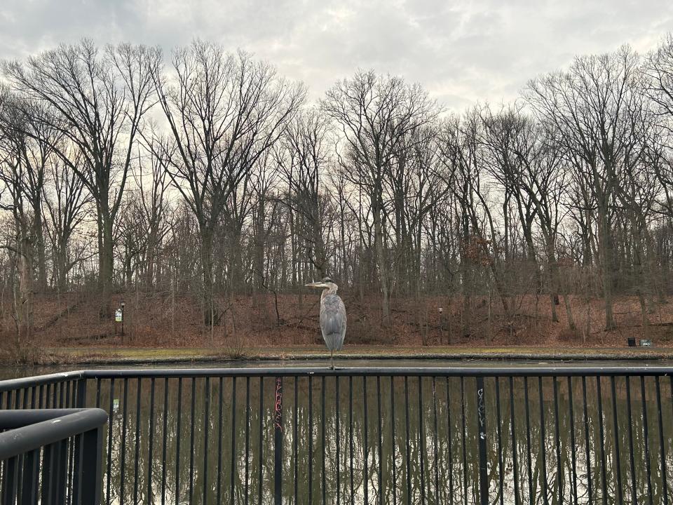 A blue heron rests on the railing of a fishing pier at Newton Creek Park in Haddon Township.