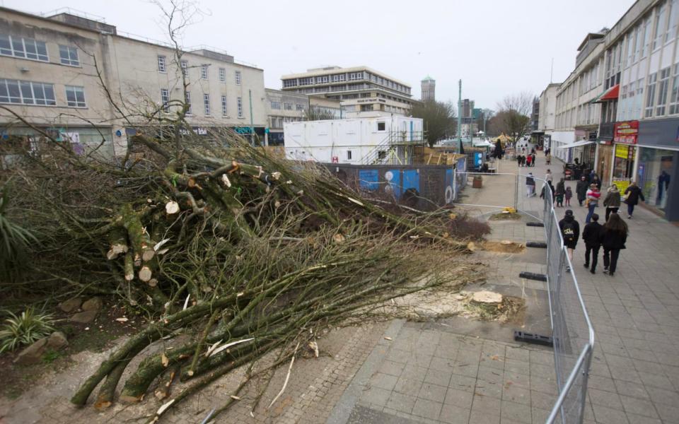 Felled tree branches and trunks - Mark Passmore/APEX