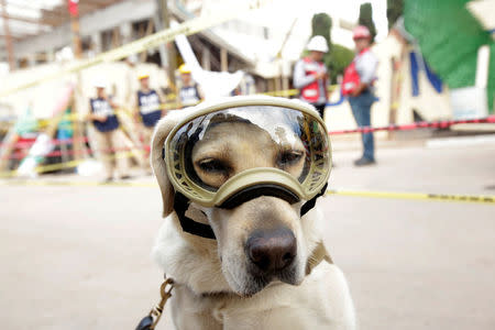 Rescue dog Frida looks on while working after an earthquake in Mexico City, Mexico September 22, 2017. REUTERS/Jose Luis Gonzalez