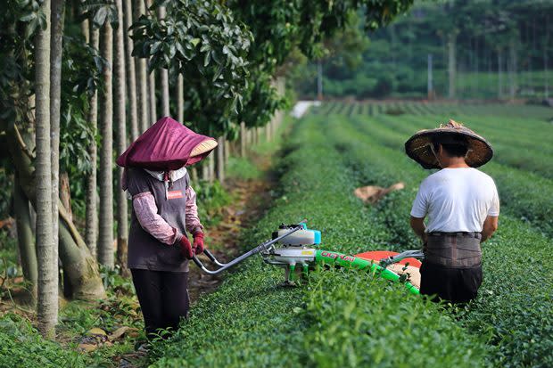 在南投的主要茶區如名間、仁愛、信義鄉，在地人10個有7個工作與茶有關，除了做茶農，茶具、茶藝、茶商也大有人在。（王建棟攝）