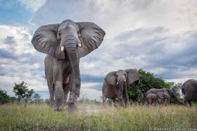 Elephants photographed with a remote camera-buggy (BeetleCam). South Luangwa National Park, Zambia. (Photo courtesy of Will Burrard-Lucas)