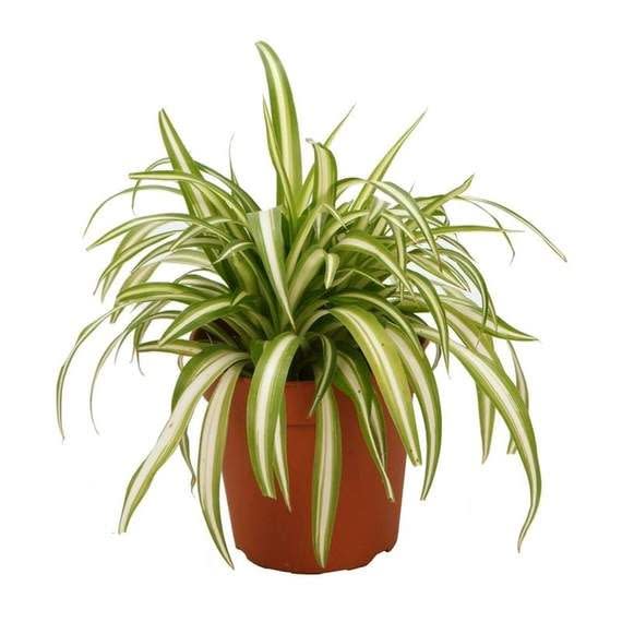 Spider Plant