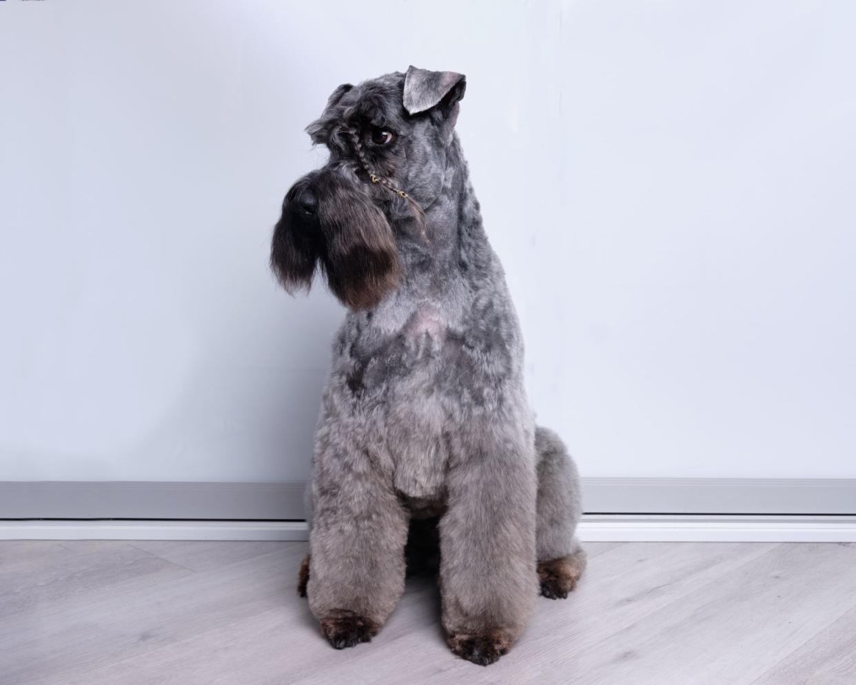 A Kerry Blue Terrier sitting on a grey floor against a light grey wall, looking off towards the left