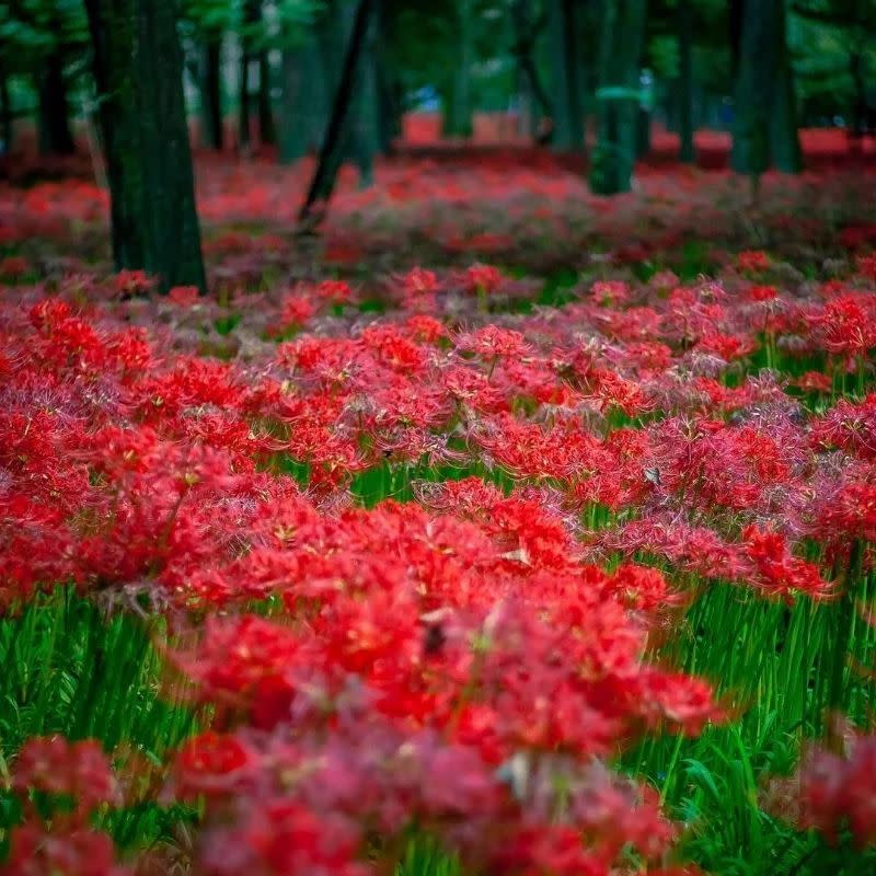 日本旅遊｜初秋必去~ 5大絕美彼岸花景點！逾500萬朵打造豔紅花海、期間限定曼珠沙華祭、琵琶湖+日落作背景