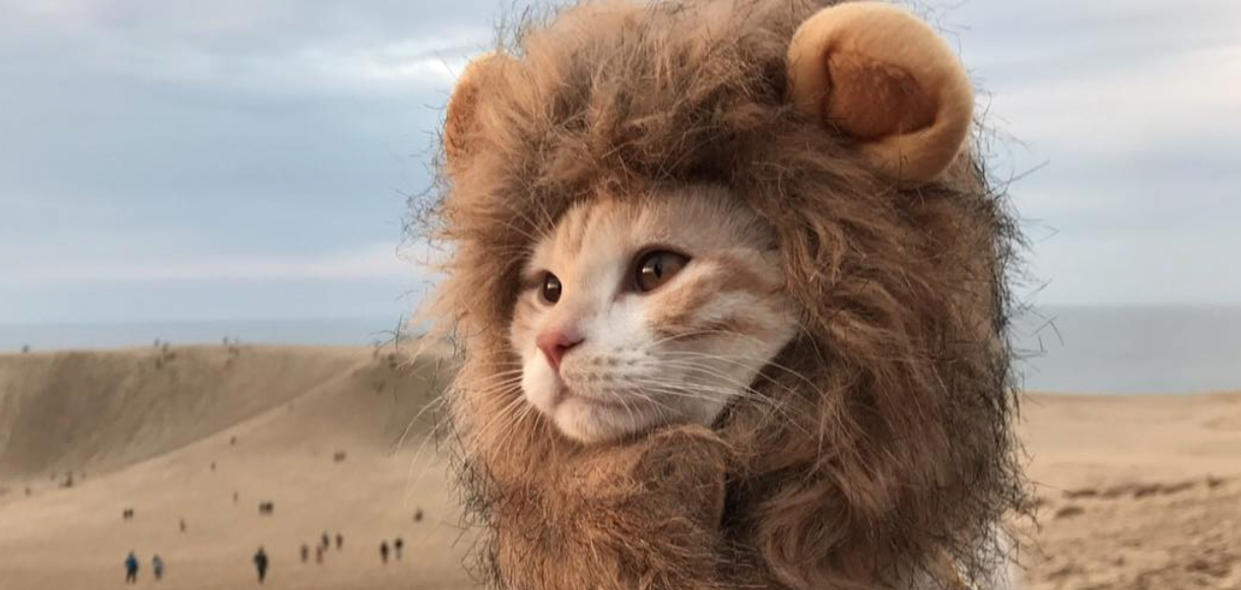 This kitten is dressed up as a lion at the beach because he knows how to live his best life