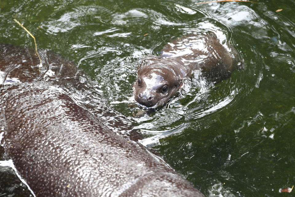 A baby Pygmy Hippo calf makes its first appearance with its mother at Taronga Zoo