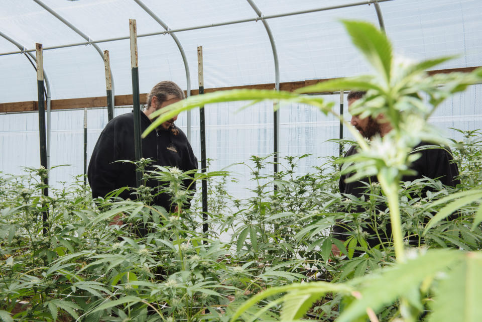 Dusty Hughston of Cougar Ranch Family Farms inside his greenhouse with business partner Shanon Taliaferro, outside of Miranda, Calif. (Alexandra Hootnick for NBC News)