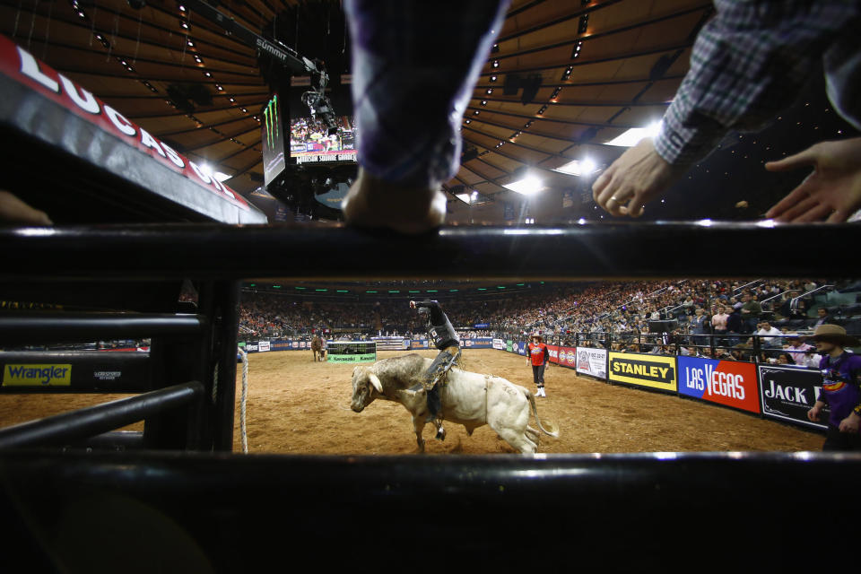 A competitor rides a bull during the Professional Bull Riders invitational at Madison Square Garden in New York, January 5, 2013. Picture taken January 5, 2013. REUTERS/Eric Thayer (UNITED STATES - Tags: SPORT ANIMALS SOCIETY)