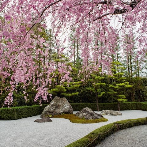 Cherry blossom at Taizo-in, Kyoto: an enduring image of Japan in the West - Credit: Akira Nakata