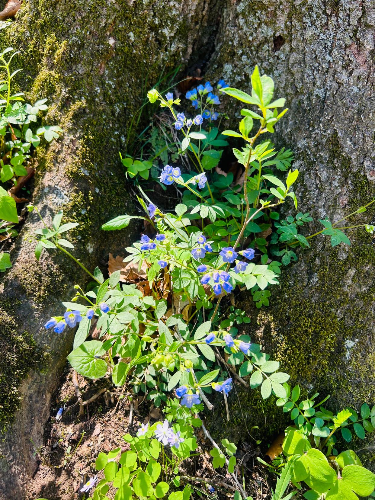 Beautiful wildflowers can be seen along trail 4 at Spring Mill State Park. This flower is called Jacob’s Ladder.