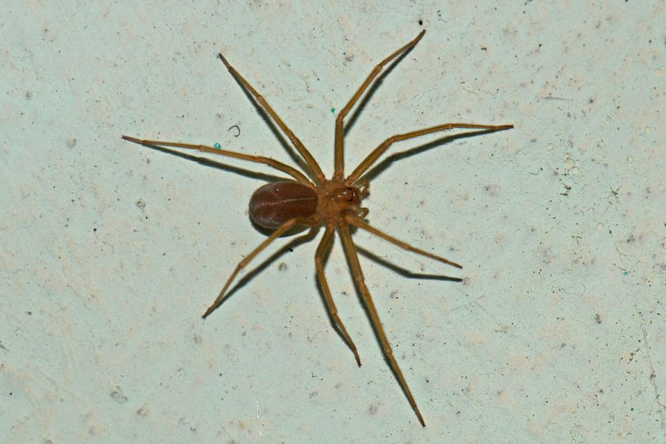 <p>University of Michigan officials discovered Mediterranean recluse spiders in a campus library</p> (Flickr/Vijay Anand Ismavel)
