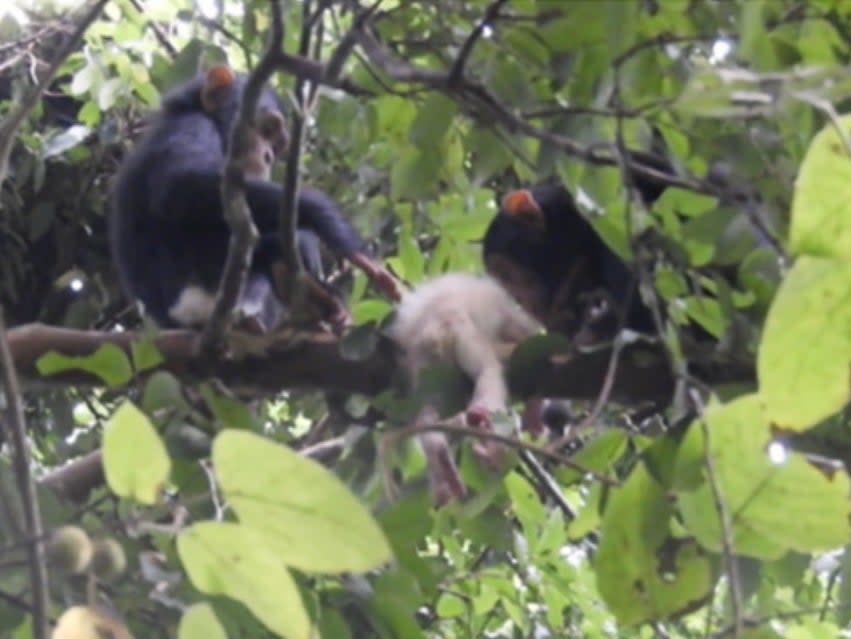 Two young chimpanzees inspect the body of the infant with albinism (Maël Leroux)