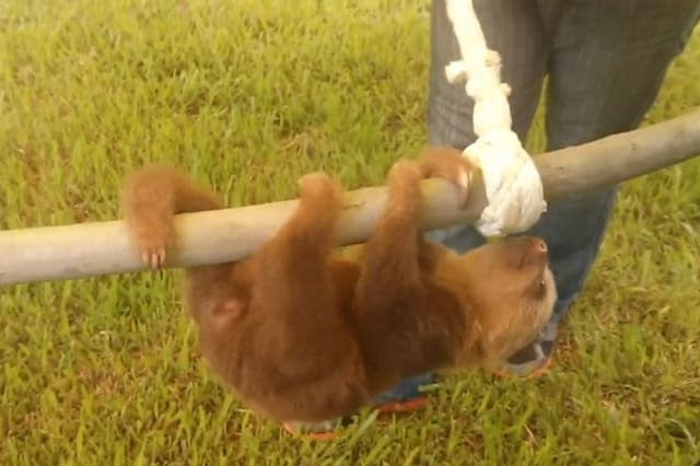 Sloths climbing frame Sloth Sanctuary Costa Rica