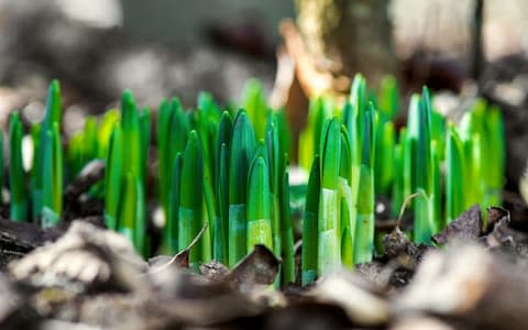 Sprouted spring flowers daffodils in early spring garden - Credit: Diyana Dimitrova / iStockphoto