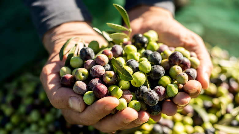 person holding pile of olives