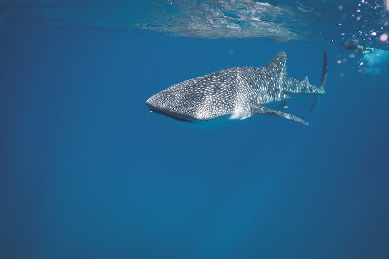 Las zonas marinas protegidas podrían contribuir a la recuperación de especies amenazadas como el tiburón ballena, el mayor pez vivo