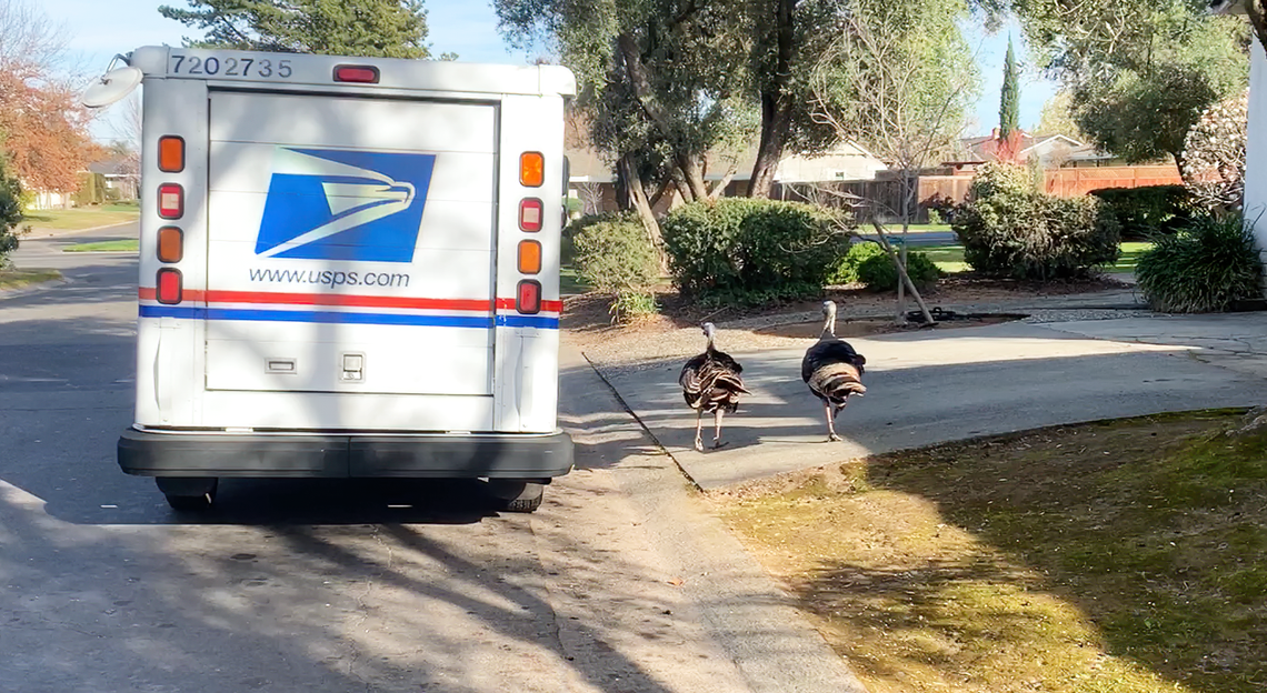 A pair of turkeys give chase a postal vehicle driving a residential street in Arden Arcade in an image from a video taken on March 2, 2022. California Department of Fish and Wildlife