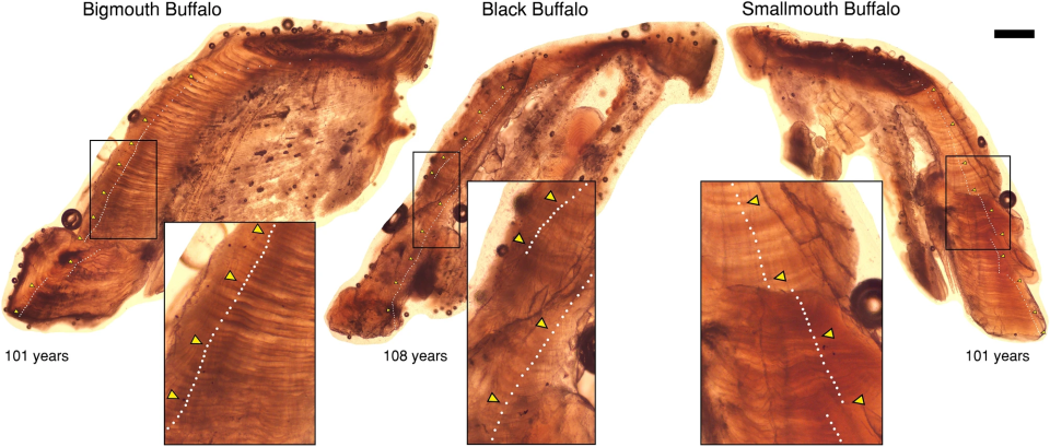 從亞利桑那的Apache湖捕獲的三種水牛魚，透過它們的耳石可以看出它們的年齡，分別有101年、108年和101年歷史。這些小白點就像魚的生日蠟燭，每一點都代表一年，而三角形則代表過了十年。（圖／《Scientific Reports》）