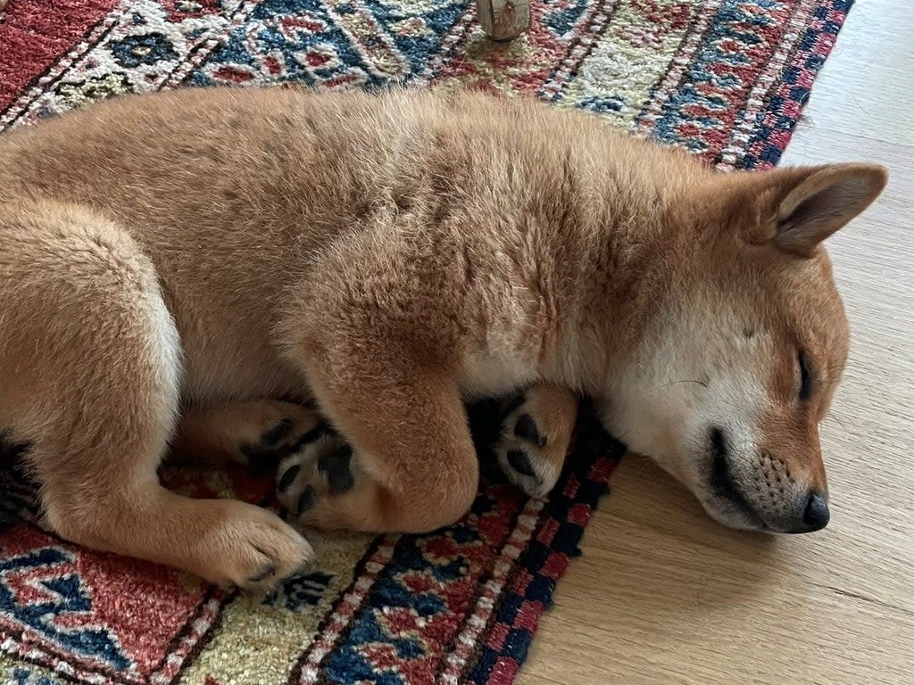 Elon Musk tweeted a picture of his new dog with the caption ‘Floki has arrived’ on 12 September, 2021 (Elon Musk/ Twitter)