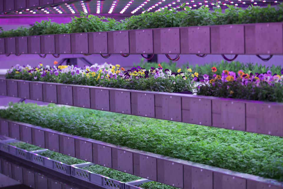 IGS has a vision to revolutionise the indoor farming and growing market.
