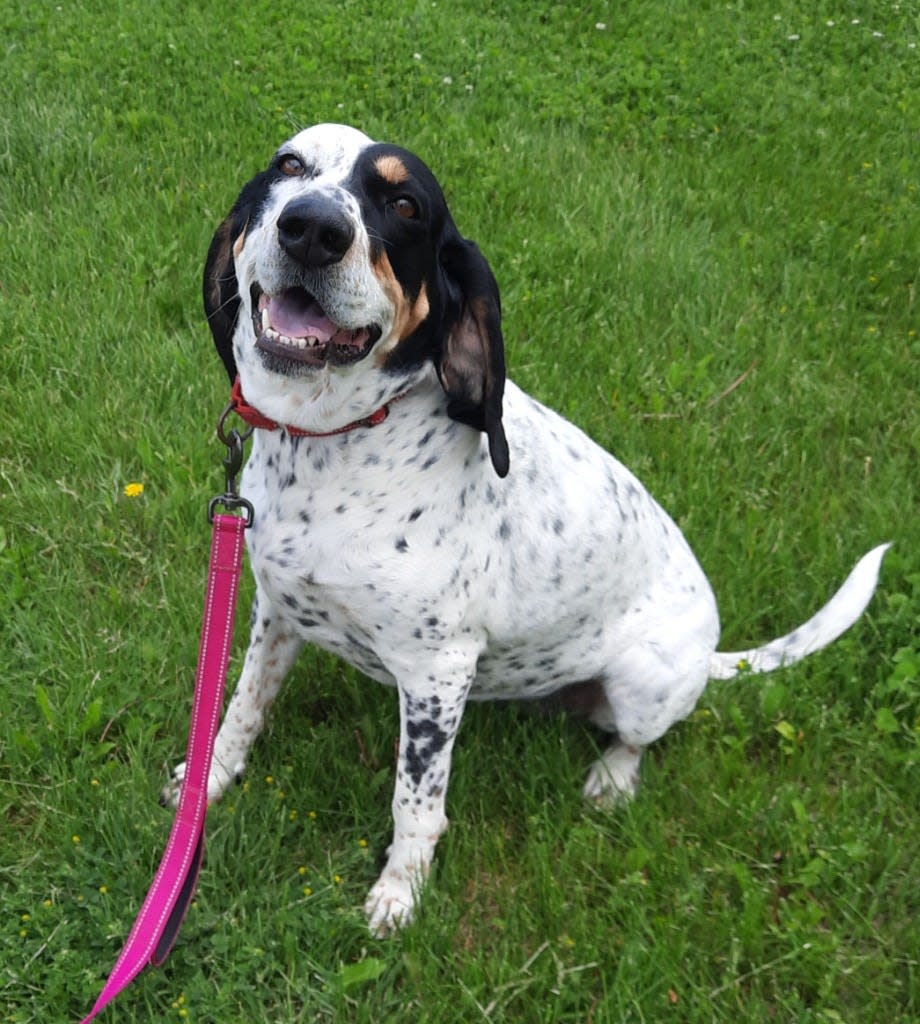 This Bluetick Coonhound is at the Humane Society of Sandusky County and waiting for a home.