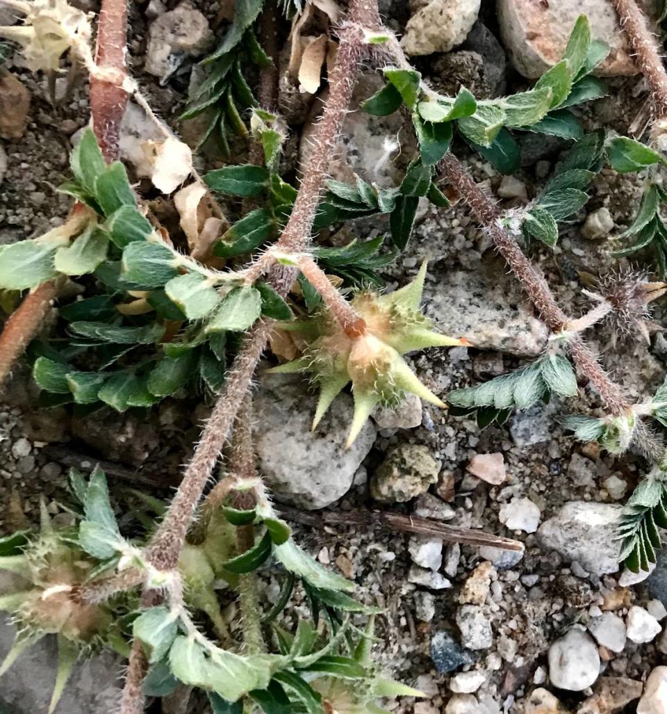 Puncturevine’s seed pods dry up and fall off the plant, leaving goatheads on sidewalks, trails and bike paths.